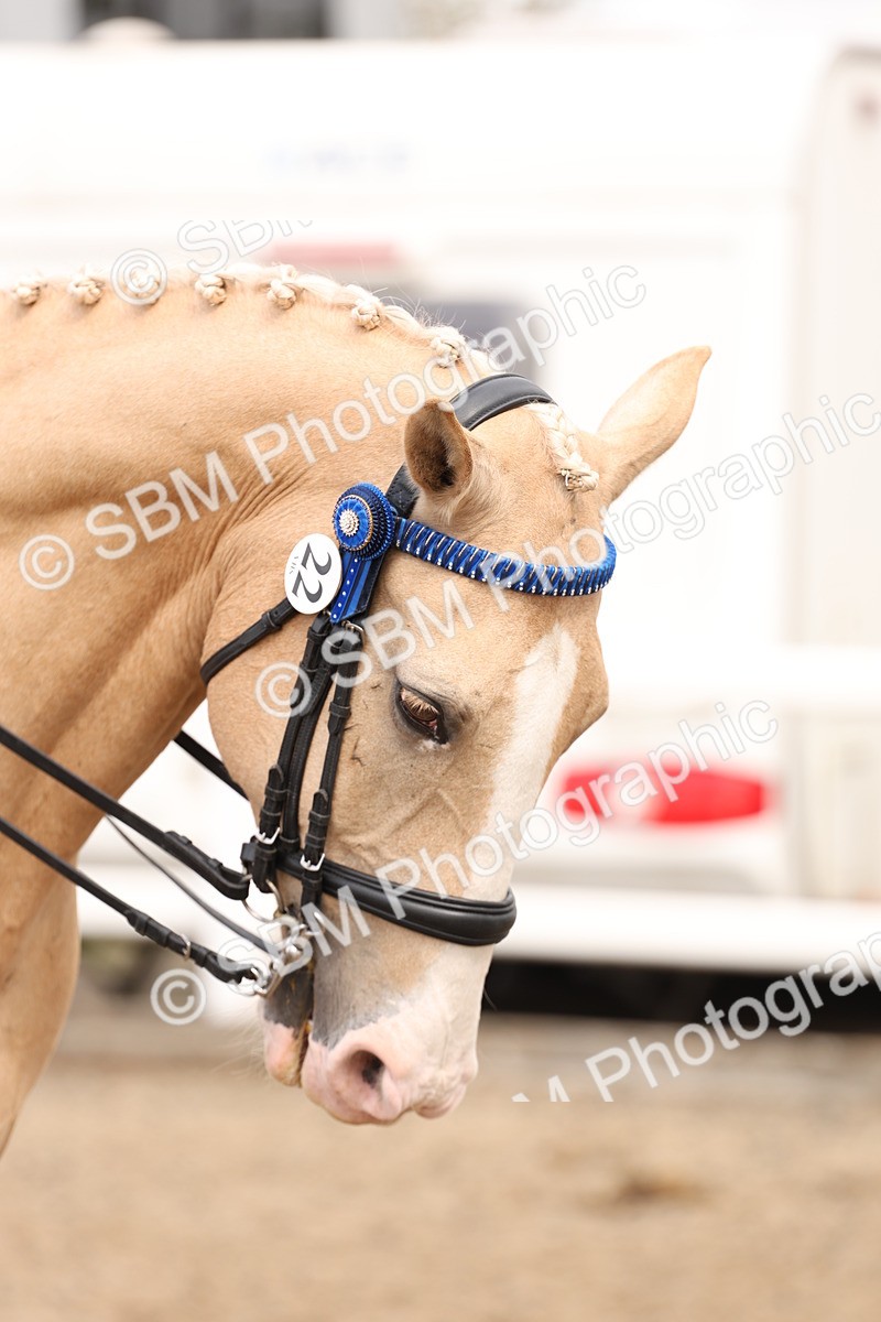 SBM_04228 - Class 54 - Riding Club Horse/Pony