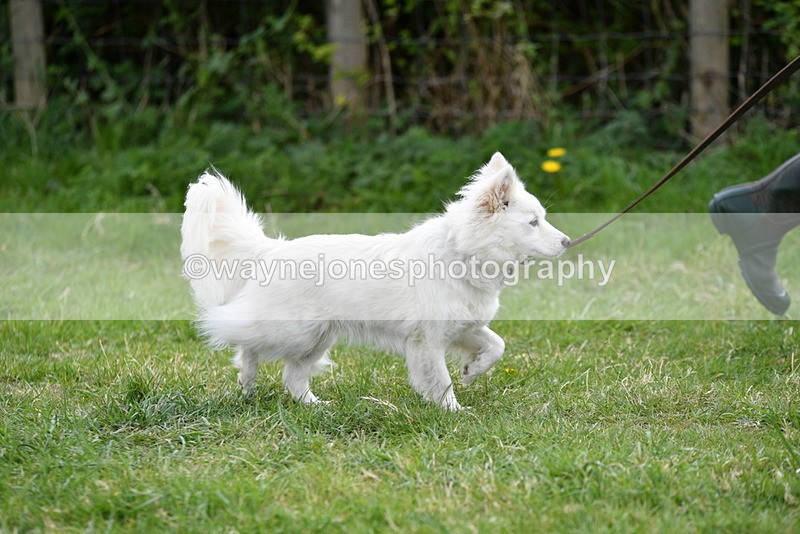 WJ5_9185 - Class 1 Best Cross Breed / Heniz 57