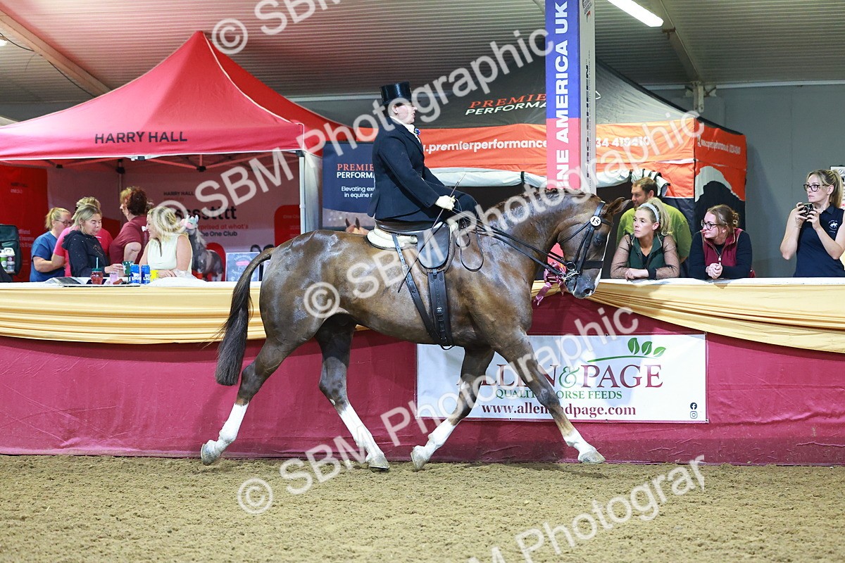 SBM_15024 - Class N - Side Saddle Champ
