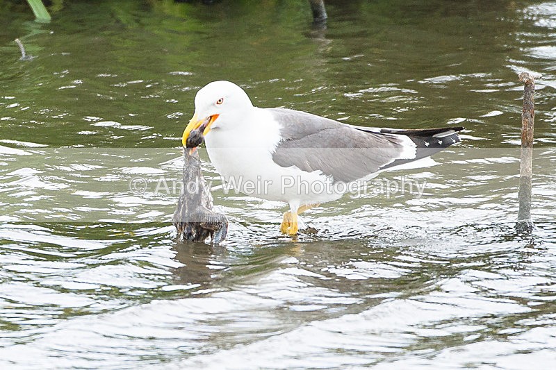 20130624-_MG_4316 - Gulls