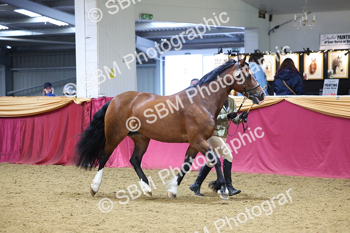 SBM_22796 - Class 903 - Supreme Final - IH Pre Vet