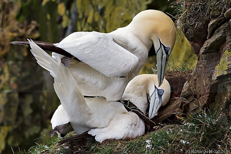 Gannets (Morus bassanus) mating - Gannet (Morus bassanus)