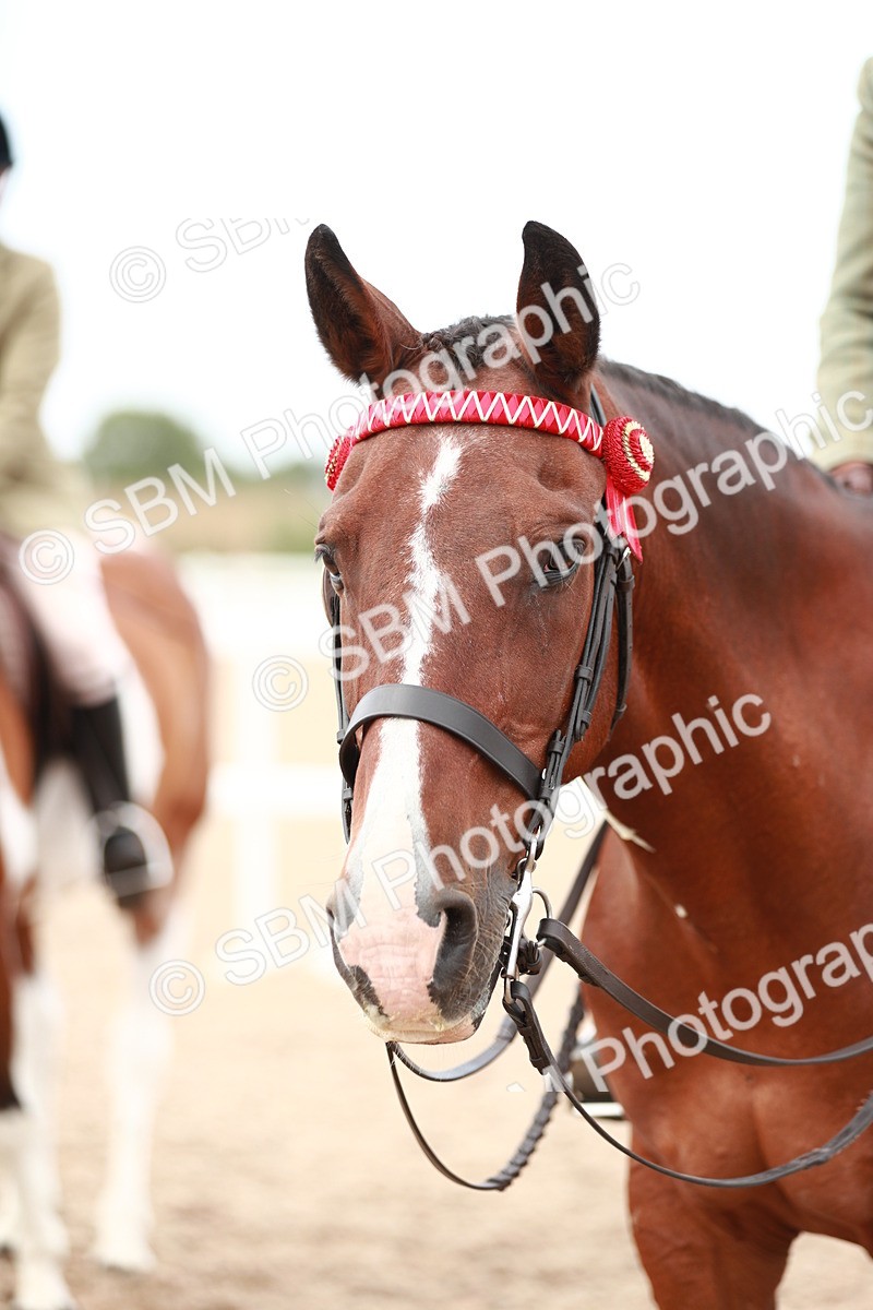 SBM_17616 - Class 215 Ridden Hack/ Riding Horse