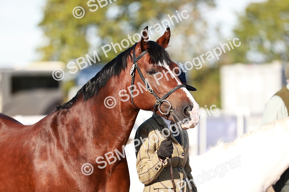 SBM_11400 - Class 402 - IH  Veteran pony