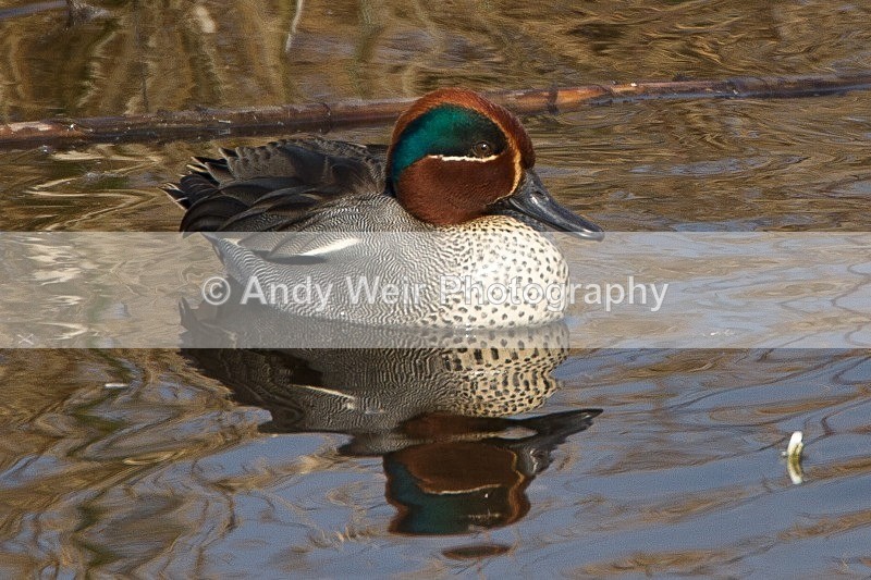20120324-_MG_9858 - Teal