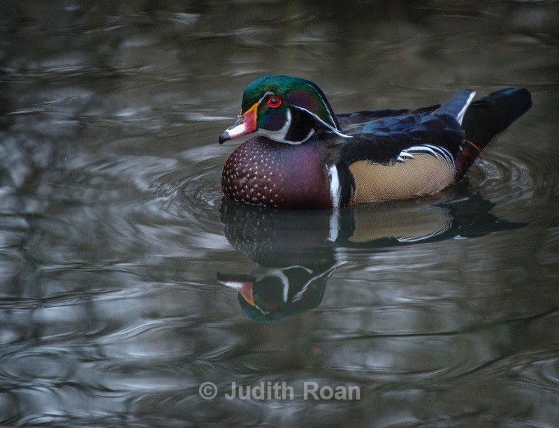Wood Duck male - Backyard Birds of the Pacific Northwest