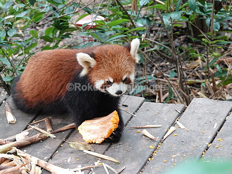 CHINA__0098 - China 2019