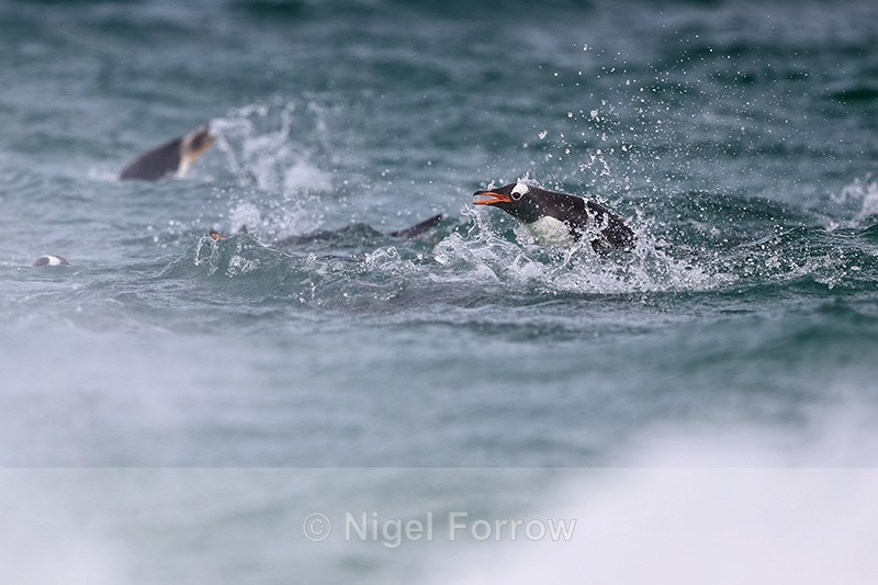 Gentoo Penguin above sea surface, Carcass Island, Falklands - Gentoo Penguin