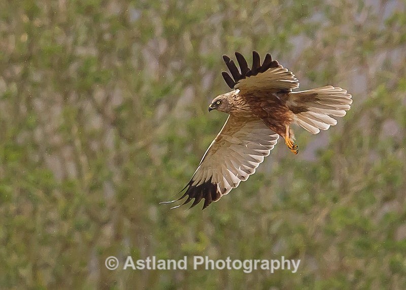Astland Photography, Bird and Wildlife Images, Susan and Peter Wilson, U.K.