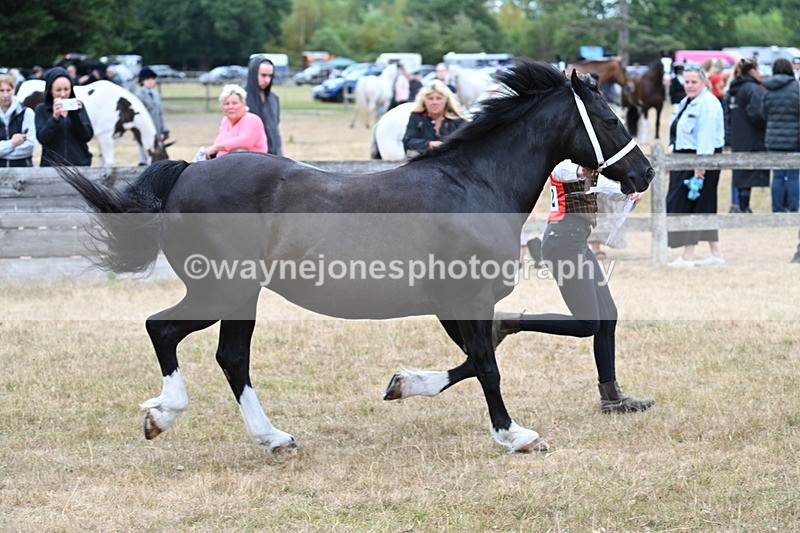 WJ7_8421 - Class 4 Prettiest Mare up to 14.2hh