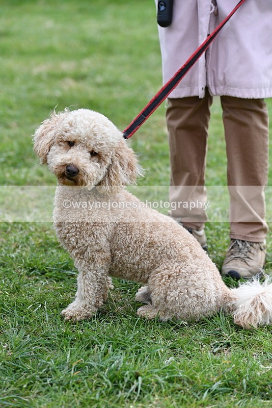 WJ5_9365 - Class 1 Best Cross Breed / Heniz 57