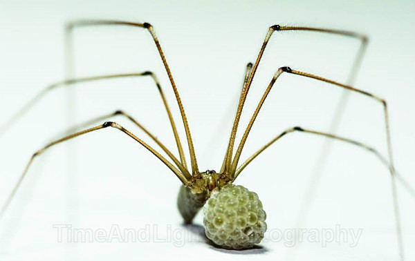 Female Cellar spider with eggs - Spiders