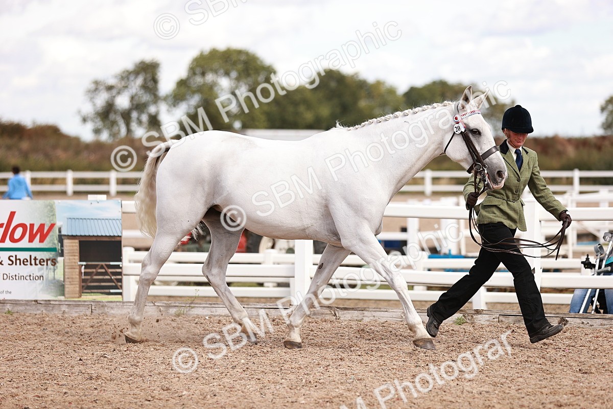 SBM_14177 - Class 407 - IH Hack Riding Horse