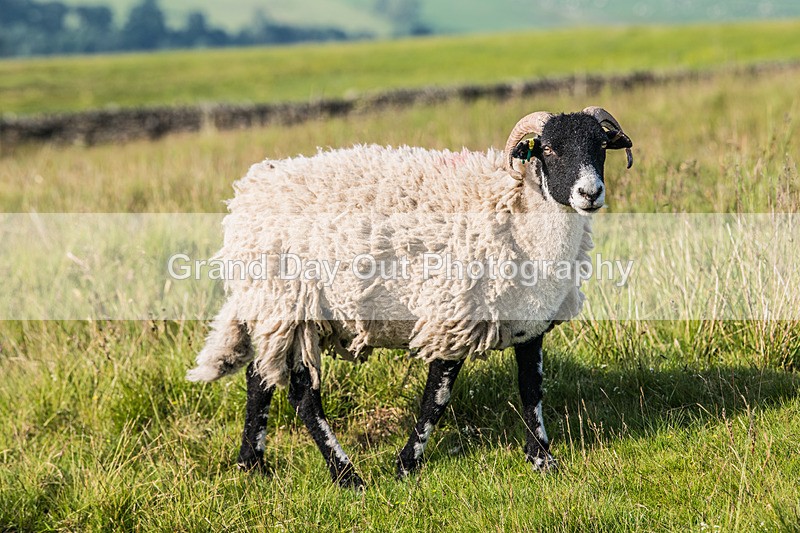 Tebay-1 - Tebay Fell Race Wednesday 26th June 2024