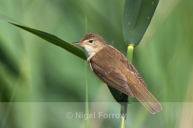 Reed Warbler perched at Otmoor RSPB - Reed Warbler
