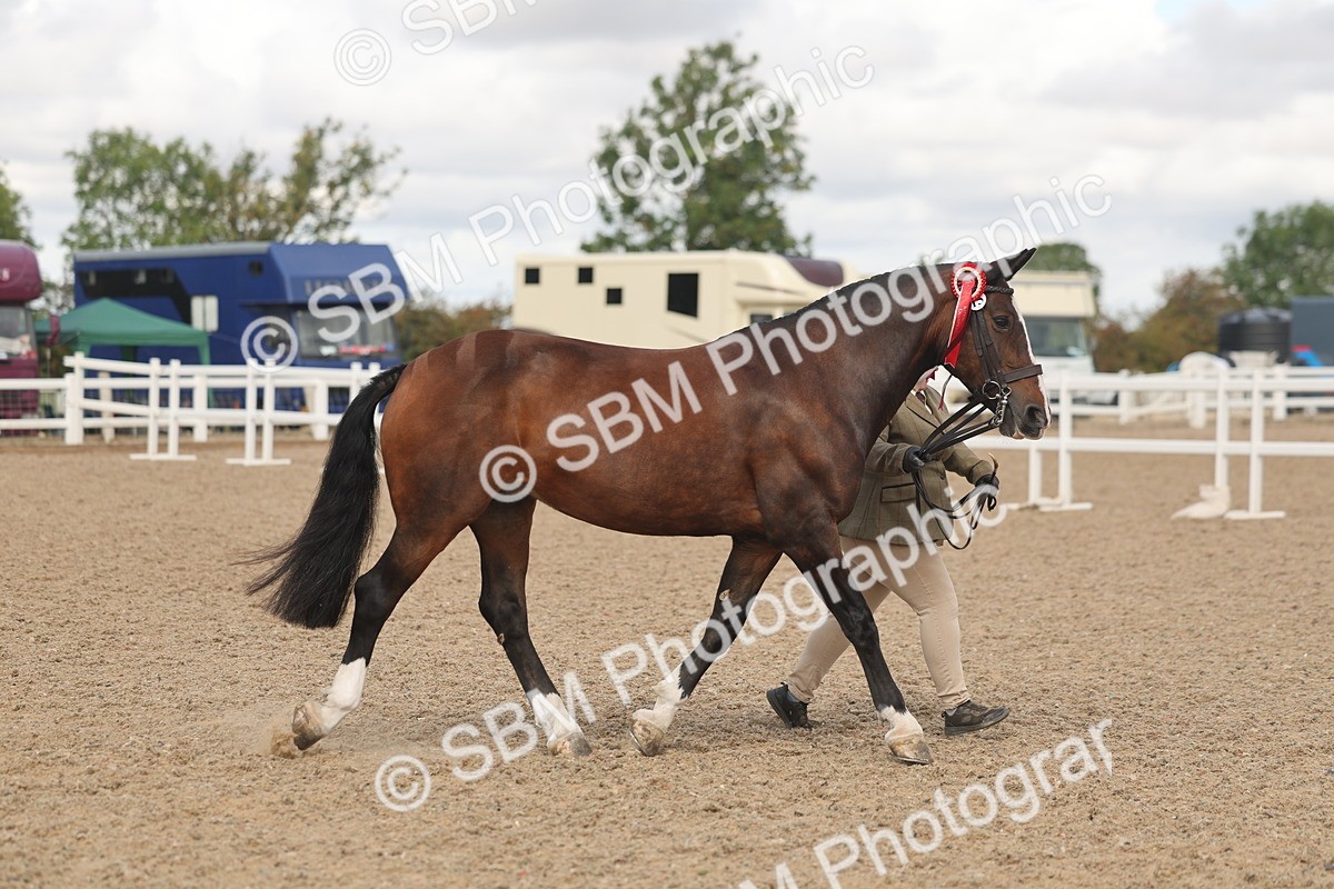 SBM_04388 - Class 17 - Prettiest Mare (IH or Ridden)