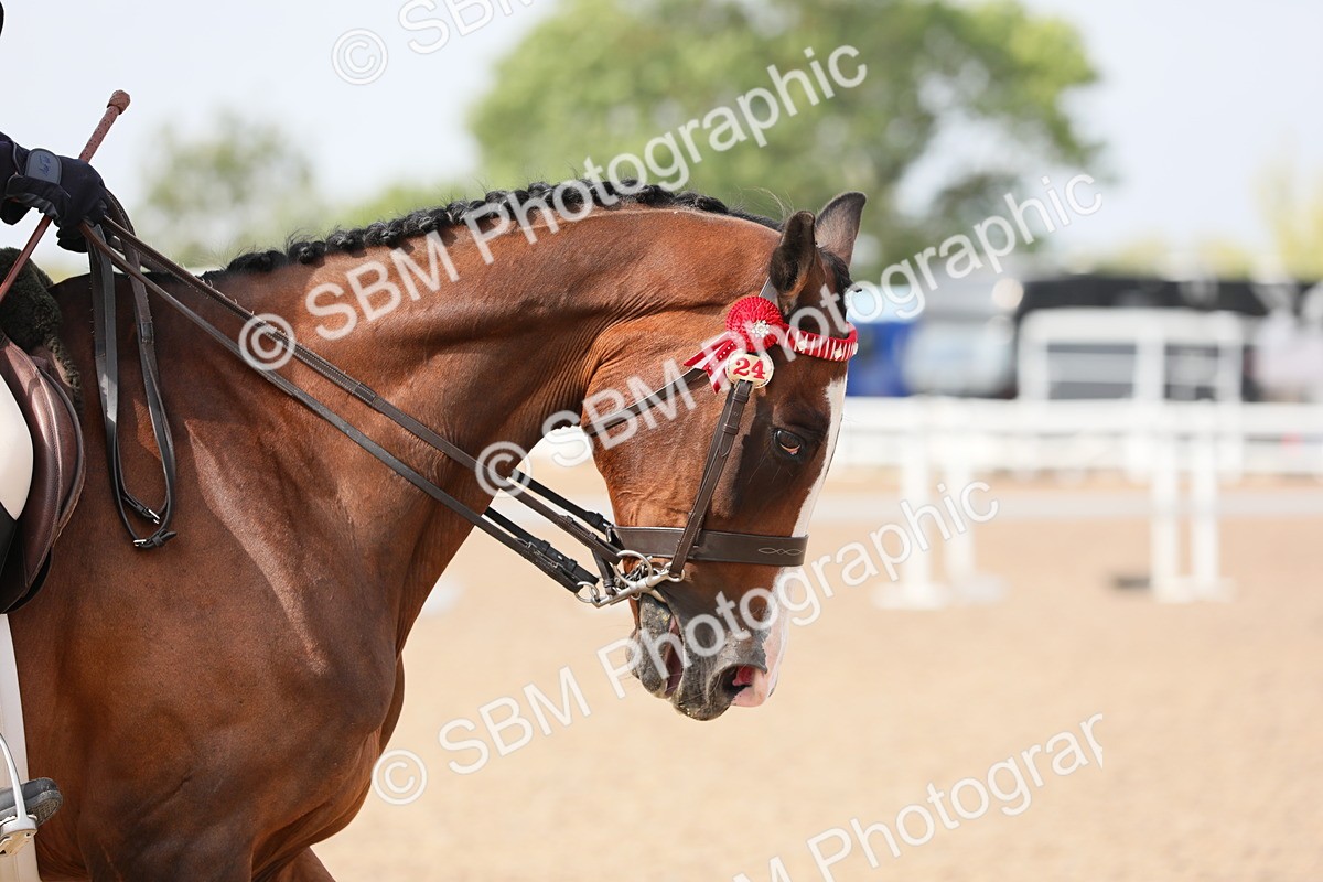 SBM_11462 - Class 305 Ridden Foreign Breeds- Pure Bred