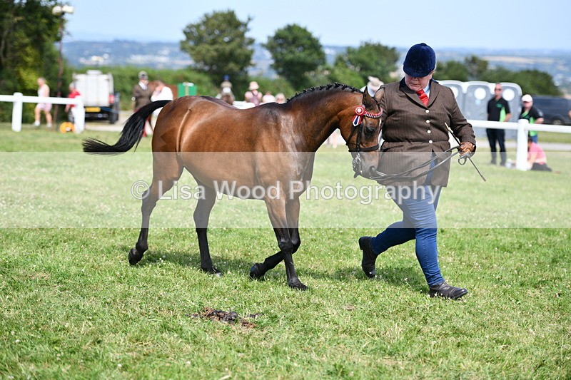DSC_8368 - Class 68: Part Bred In Hand M & M