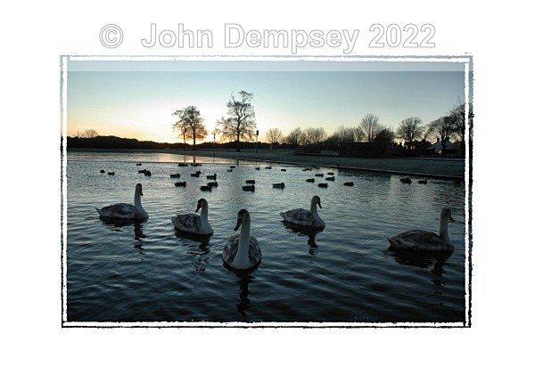 Early Morning Cygnets - The Curlie