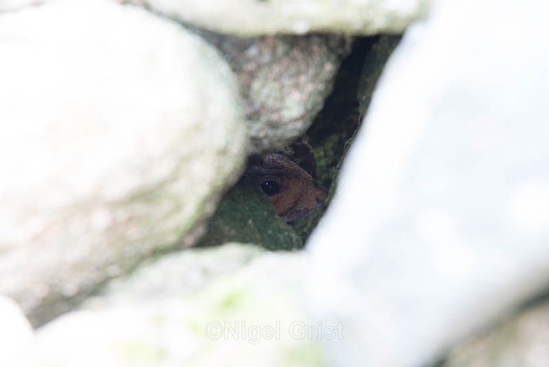 Off the beaten track - Wildlife