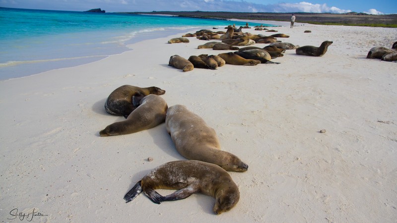 Sealion Colony Sunbaking