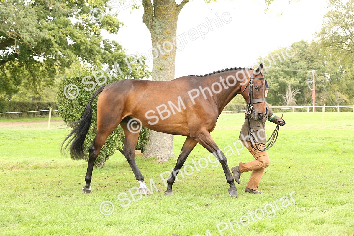 SBM_60833 - In Hand Horse Supreme Championship