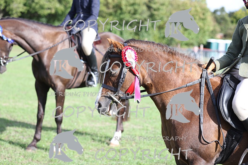 APP_4206 - Class 15a/b Pony club pony/Riding club horse