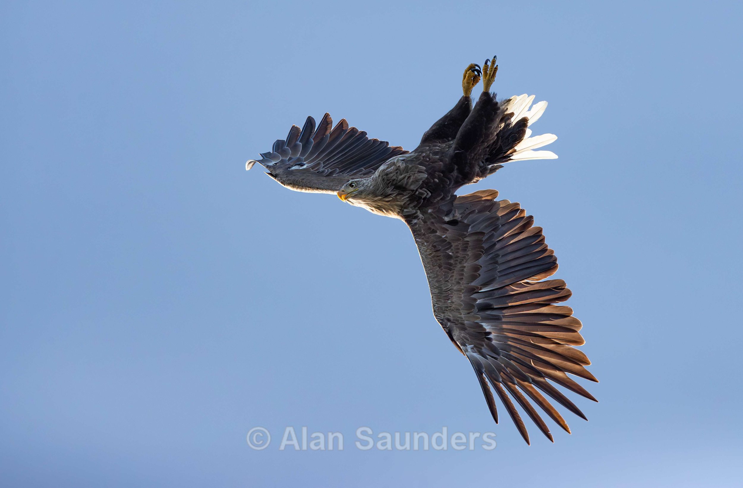 White Tailed Eagle 107