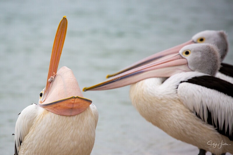 Pelican Yawn 1