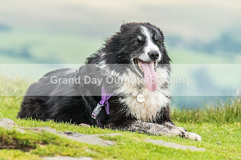 Sedbergh -2172 - Sedbergh Hills Fell Race Sunday 20th August 2023