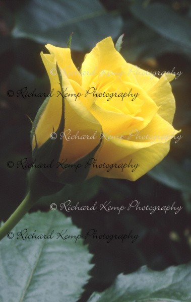 Rose H.T. 'Golden Showers' - 1 - Plants