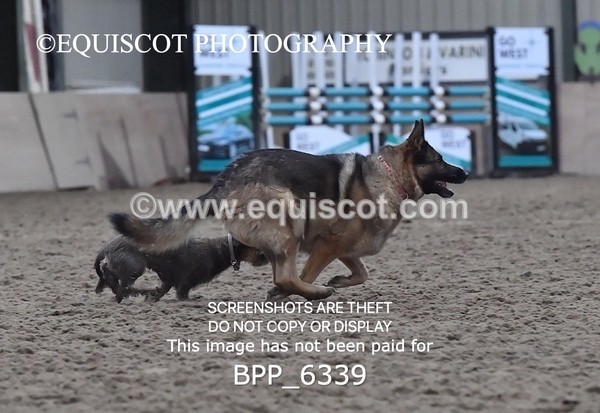 BPP_6339 - CARLA DOGS