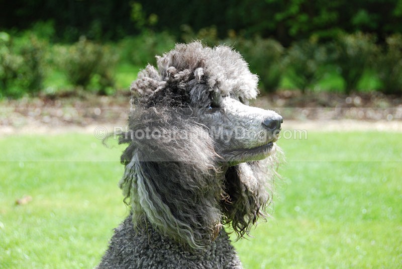  - Poodles