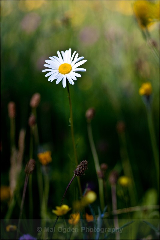 Oxeye Daisy - Flora & Fauna