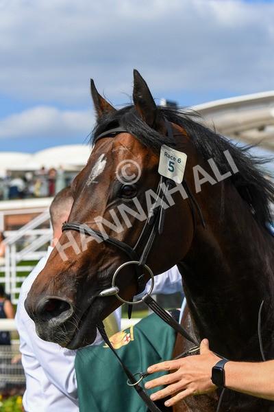 270523-Race 6-Quantum Impact-0927 - Race 6 4.25pm Royal Yorkshire Regiment Handicap