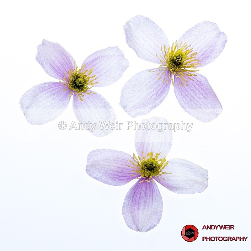 190423-untitled-1L4A1021-Edit - Plants & Flowers