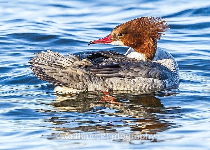 Astland Photography, Bird and Wildlife Images, Susan and Peter Wilson, U.K.