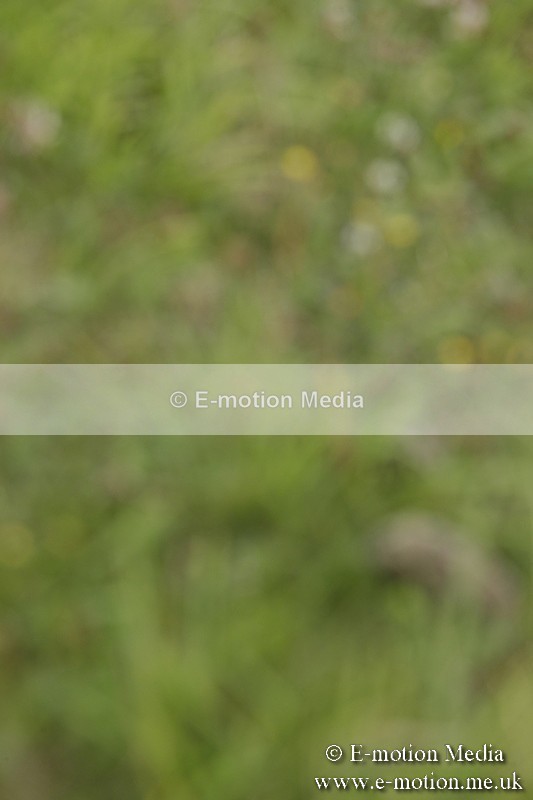 BVR160717-509 - Class 1 & 23a Dressage 16/07/17