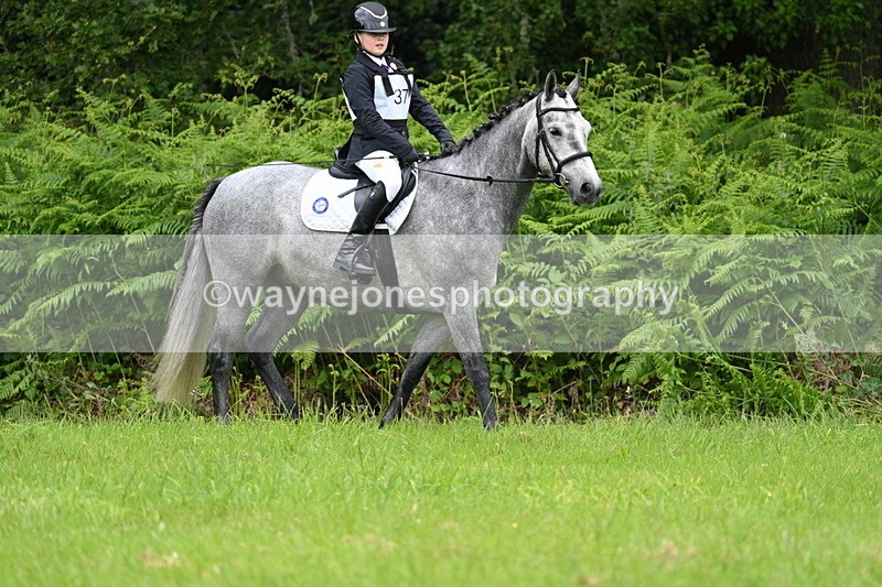 WJ7_3809 - Class 14A Handsome Gelding