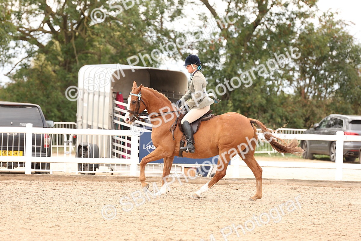 SBM_17342 - Class 214 - Ridden Hack Riding Horse