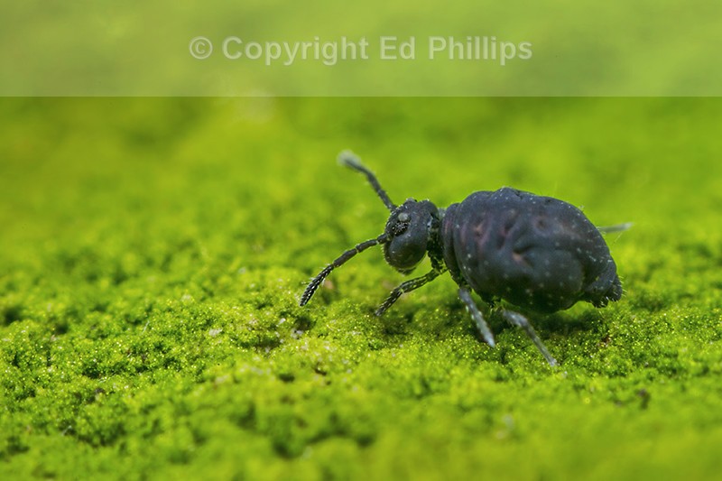 Sminthurinus niger