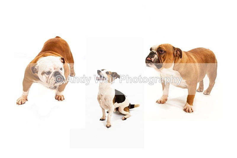 20121104-Montage2_1-2 - Pets