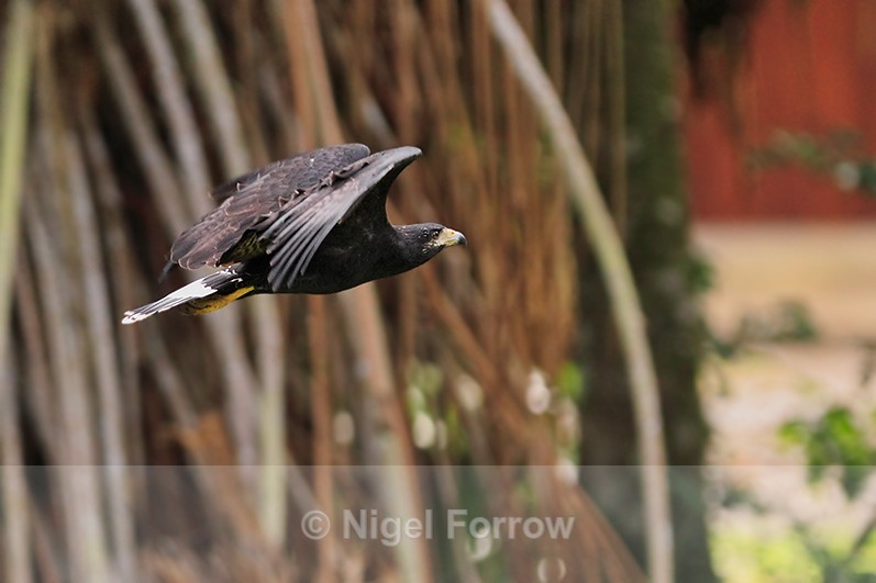 Common Black Hawk in flight at Bosque del Cabo on the Osa Peninsula - Common Black Hawk