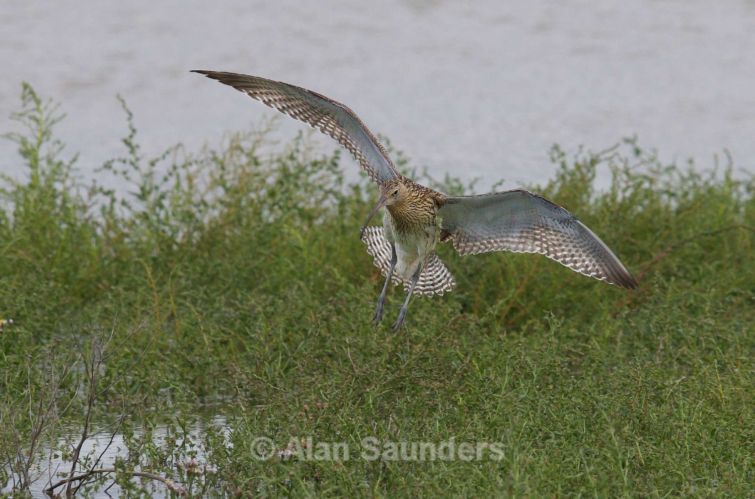 Eurasian Curlew 63