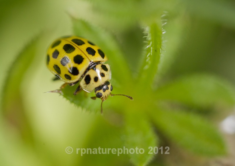 Twenty-two Spot Ladybird - Psyllbora 22-punctata RPNP0007 - Insects & Spiders