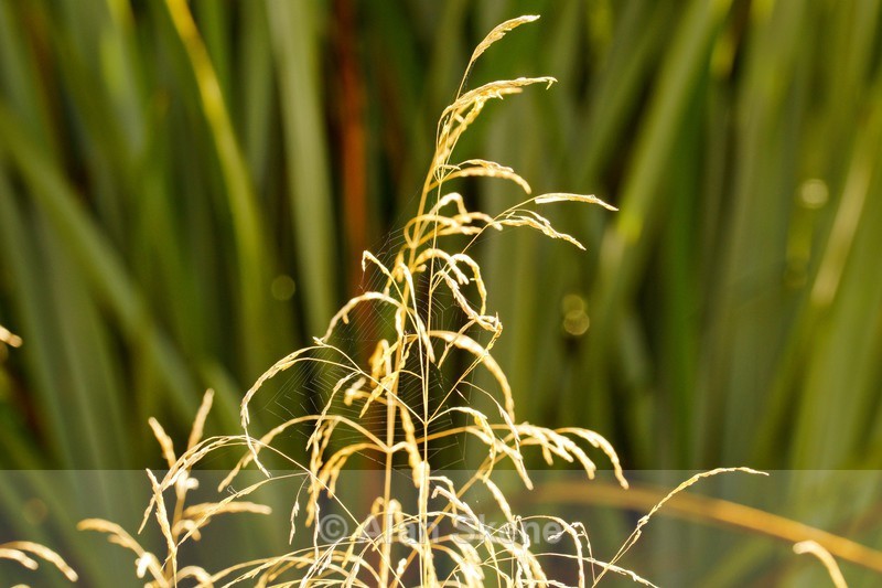 DSC01698 - Autumn