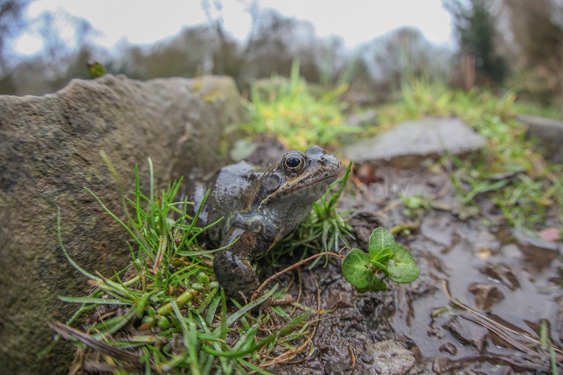 Common frog making its way to Bristol pond to spawn - Reptiles, amphibians & pond life, Great Britian