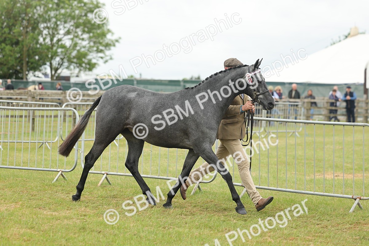 SBM_05462 - Class 68-73 - Riding Pony Breeding