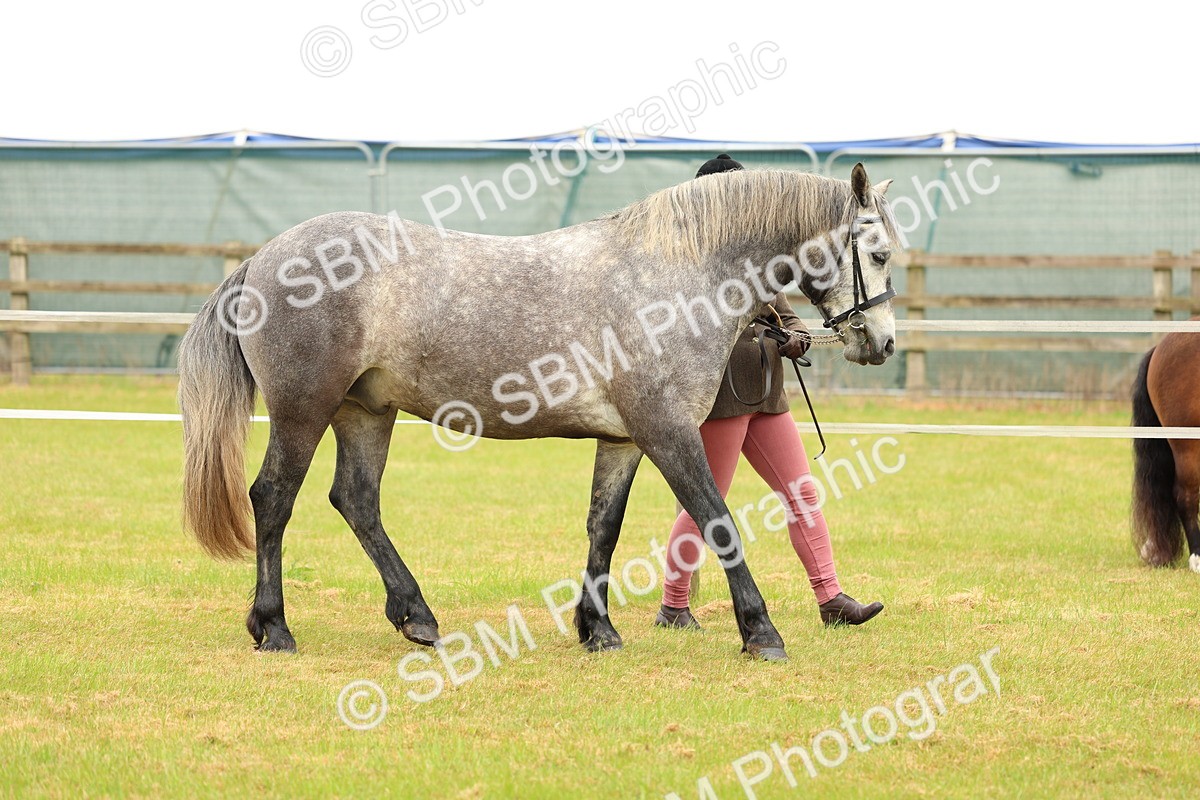 SBM_04059 - Class 64-67 - Shetland Pony In Hand