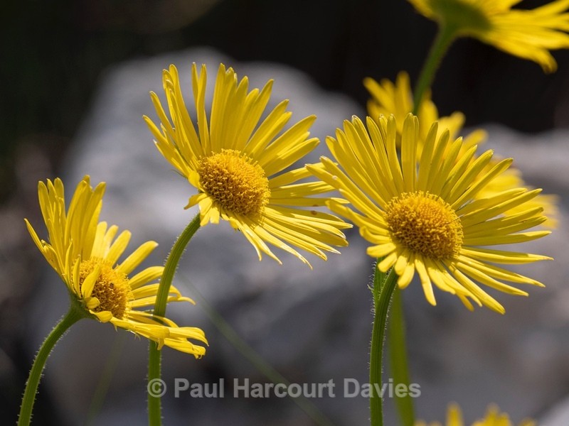 Southern bladderwort (Utricularia australis) - Flower Portraits